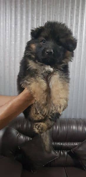 German Shepherd puppies available for sale 4
