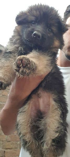 German Shepherd puppies available for sale 5