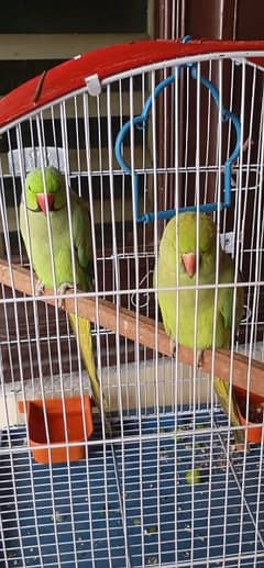 pair parrot  healthy and active  and 100 persent breeding  parrot