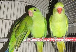 Ringneck parrot for sale 5500 each