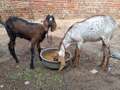 2 bakrian for sale perfct for qurbani.