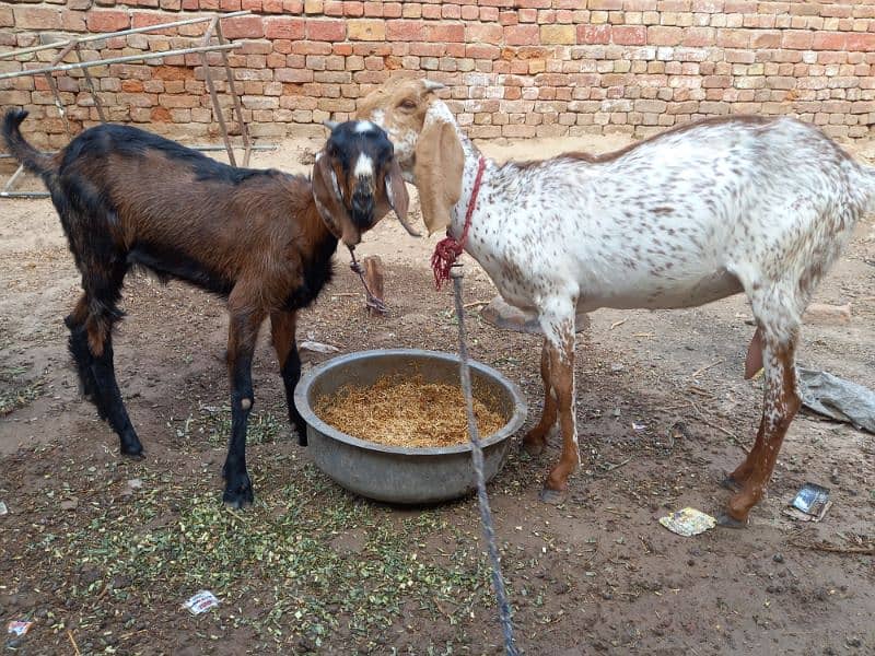 2 bakrian for sale perfct for qurbani. 1