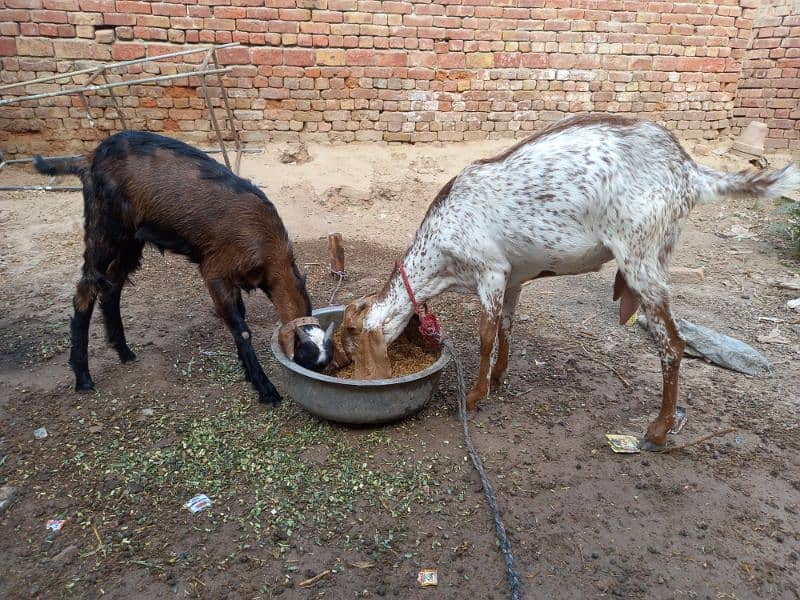 2 bakrian for sale perfct for qurbani. 2