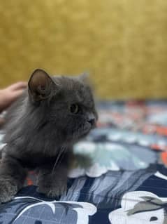 Persian Cat For sale 0