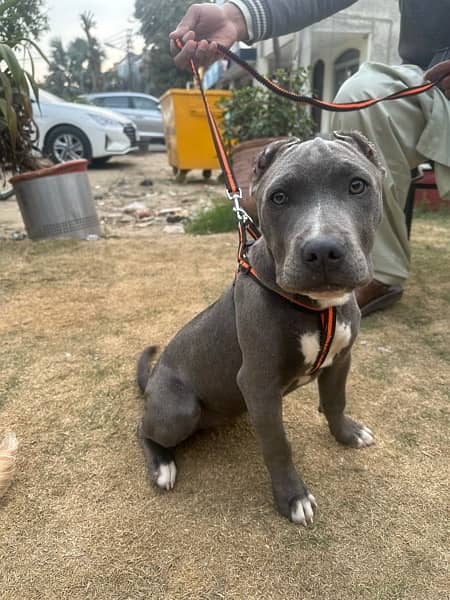 Pitbull puppy Ears chopped 3