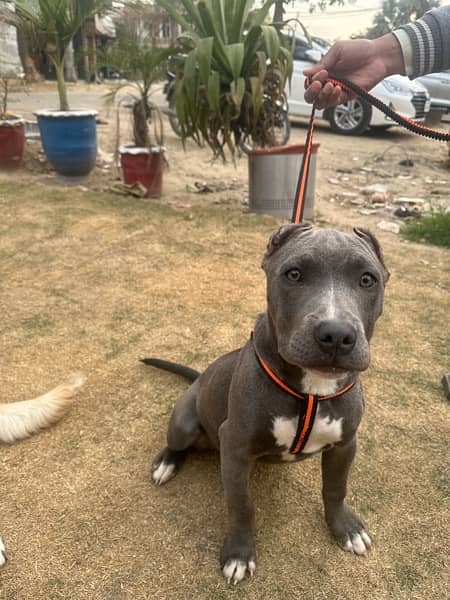Pitbull puppy Ears chopped 5