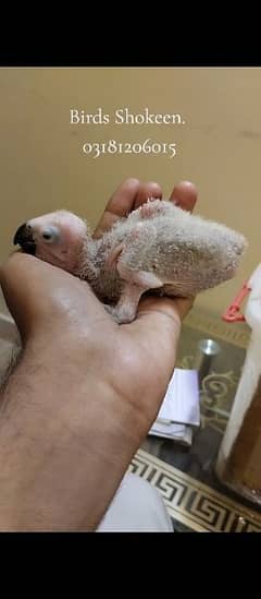 Grey parrot 25 days chick