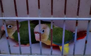 Green Cheek  Conure 2 Pieces  Near to Self Chicks  For Sale