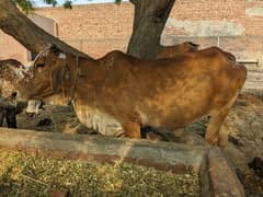 COWS FOR SALE | QURBANI ANIMALS KURBANI 0
