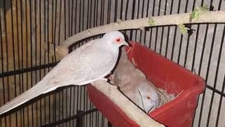 Red Dove Breeder pair