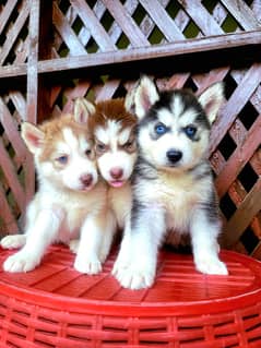 Siberian husky puppies for sale 0