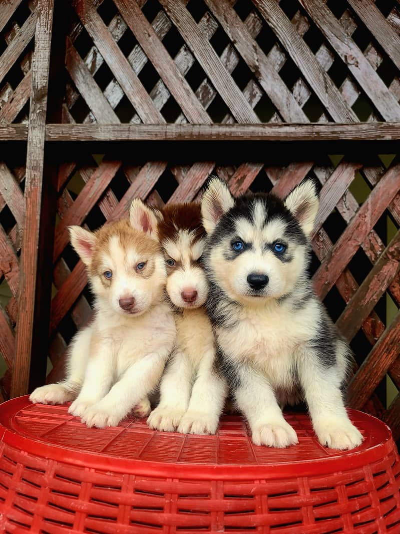 Siberian husky puppies for sale 2