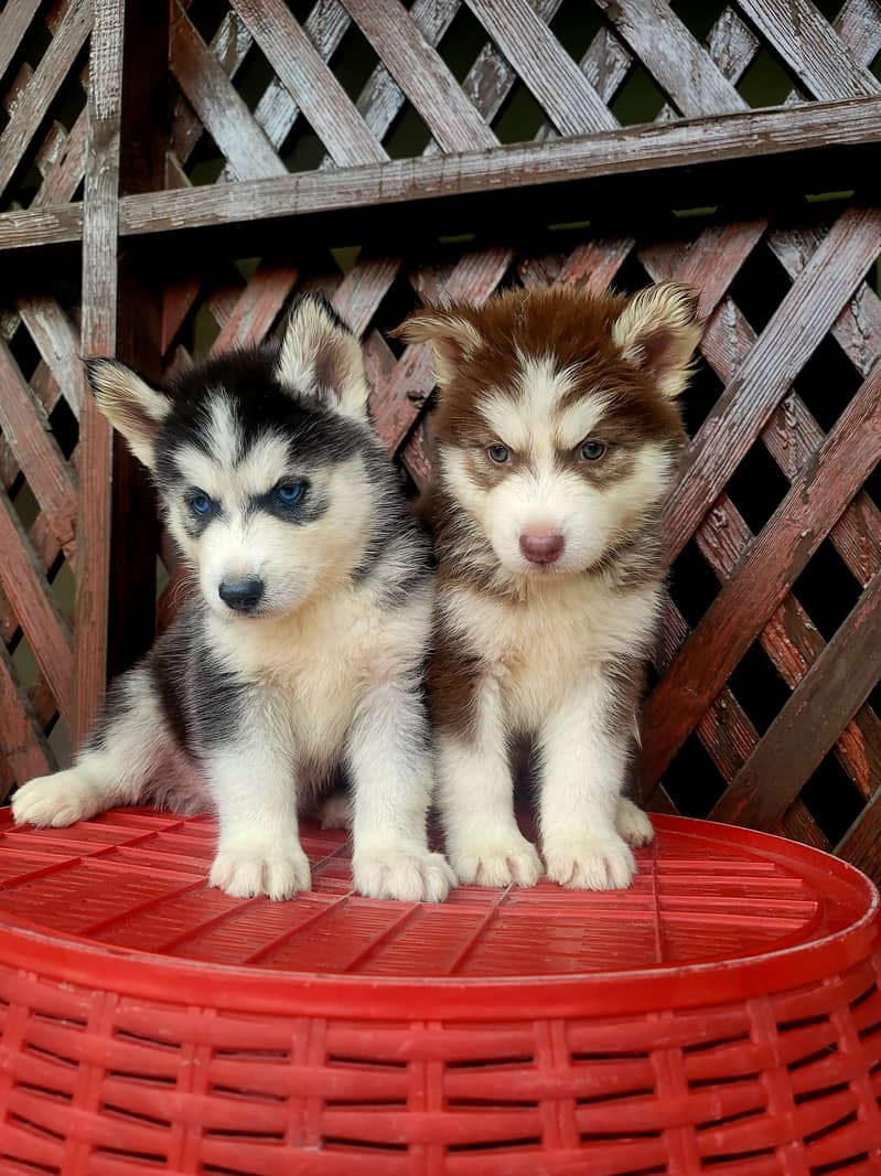 Siberian husky puppies for sale 3