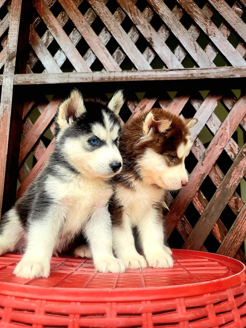 Siberian husky puppies for sale 4