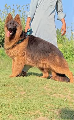 top quality German long code pair 8 month for sale king  dog for sale 0