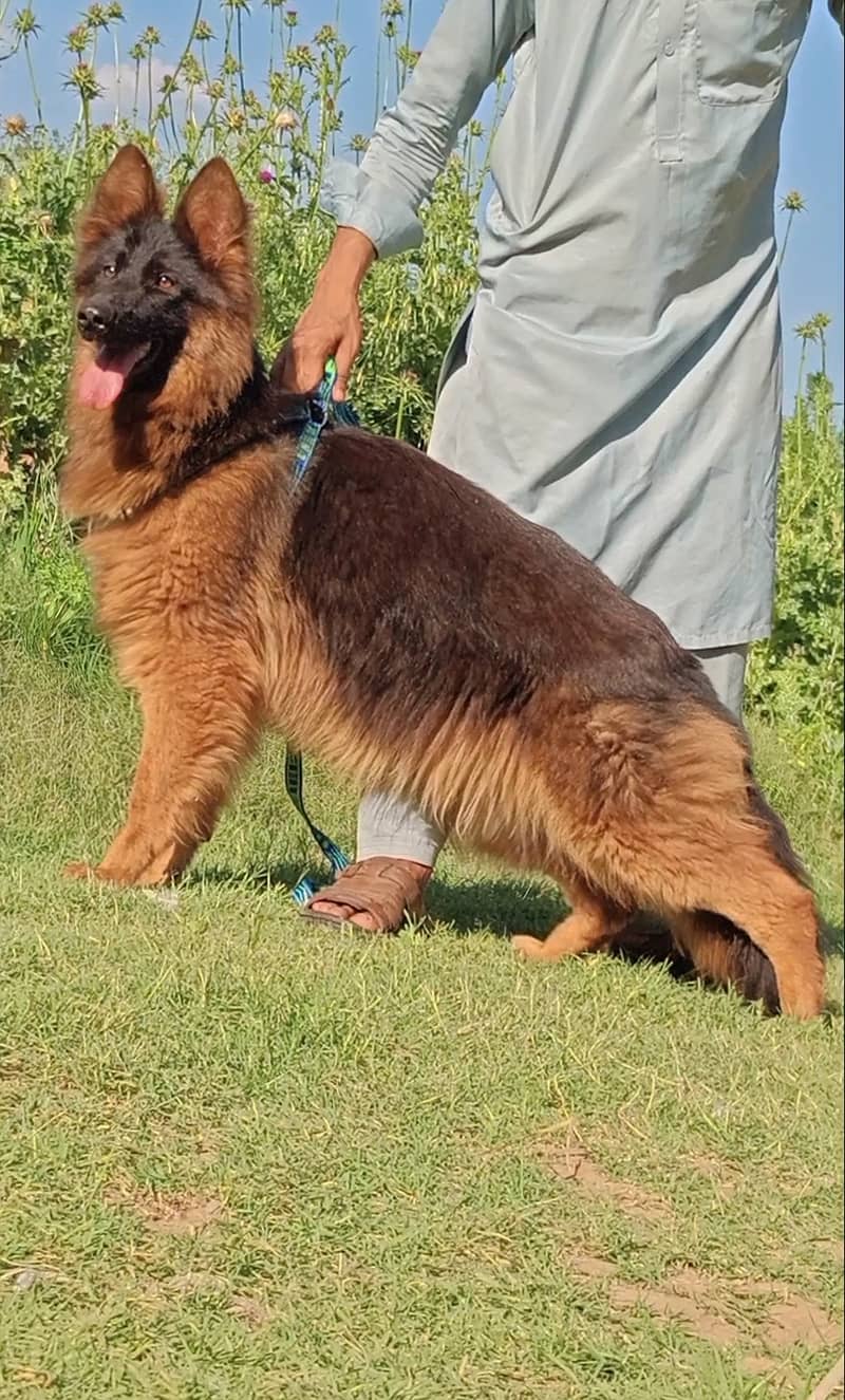 top quality German long code pair 8 month for sale king  dog for sale 1