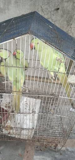 Indian parrots , totay