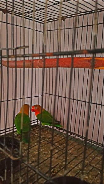 love bird breeder pair 0