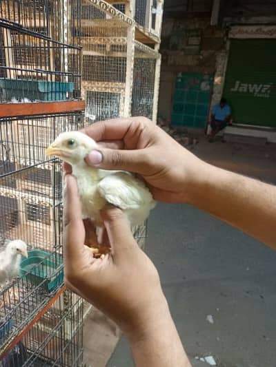 heera aseel pure paper white chicks