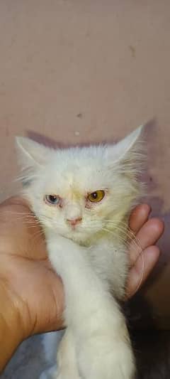 2 Persian kittens odd eyes and golden eyes age 3 to 4 months 0