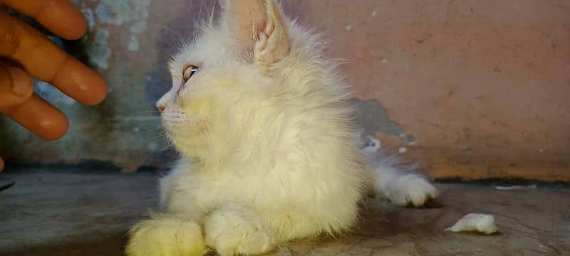 2 Persian kittens odd eyes and golden eyes age 3 to 4 months 2