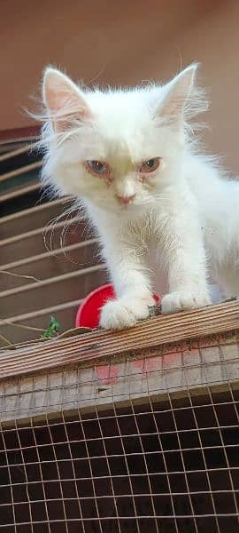 2 Persian kittens odd eyes and golden eyes age 3 to 4 months 3
