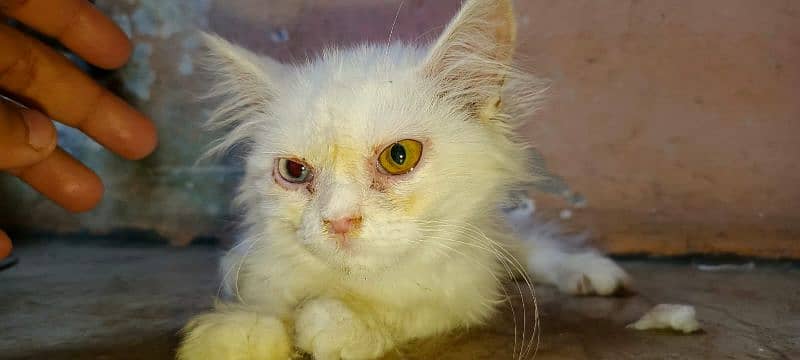 2 Persian kittens odd eyes and golden eyes age 3 to 4 months 5