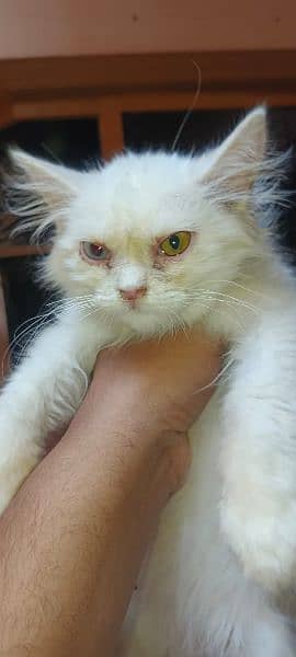 2 Persian kittens odd eyes and golden eyes age 3 to 4 months 6