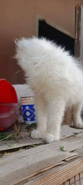 2 Persian kittens odd eyes and golden eyes age 3 to 4 months 9