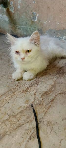 2 Persian kittens odd eyes and golden eyes age 3 to 4 months 10