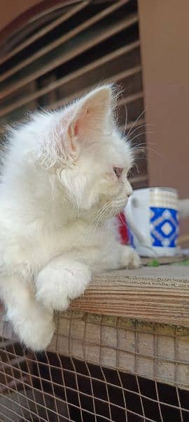 2 Persian kittens odd eyes and golden eyes age 3 to 4 months 12
