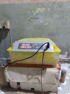 Automatic Incubator