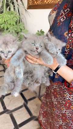 Persian pure kittens