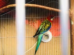 female rosella 18 months old cocktail chicks for handtam available