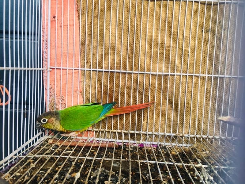 female rosella 18 months old cocktail chicks for handtam available 1
