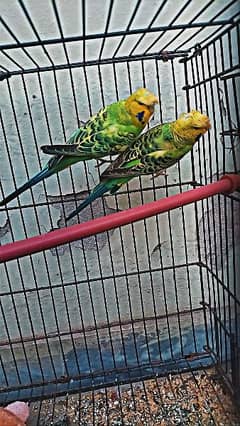 Fancy Budgies for sale 0
