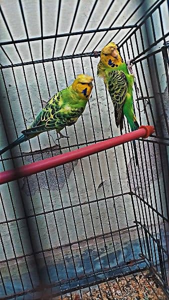 Fancy Budgies for sale 1