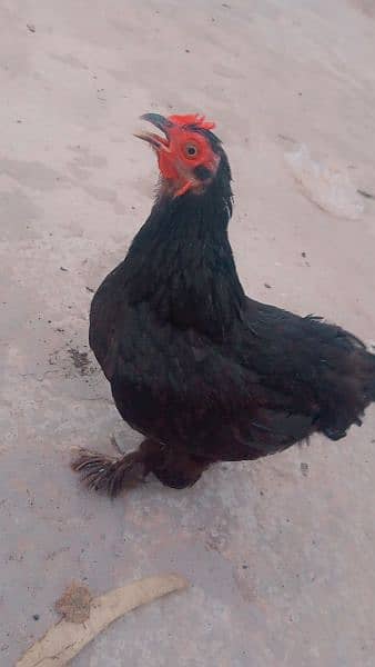 Female Bentum In pure Black Colour 2