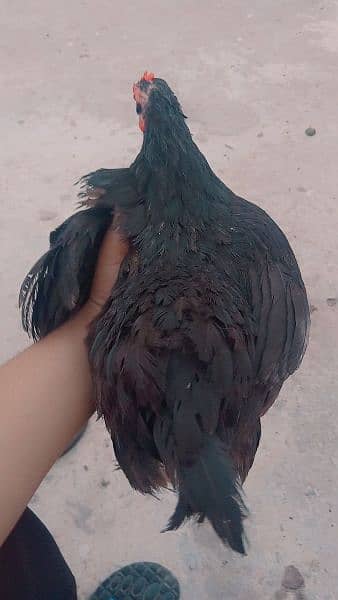 Female Bentum In pure Black Colour 4