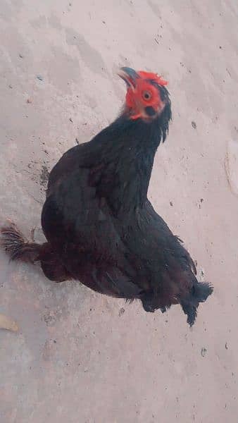 Female Bentum In pure Black Colour 6