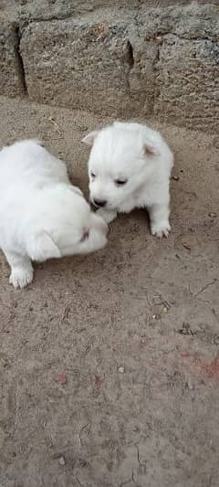 pure russian mix breed for sale