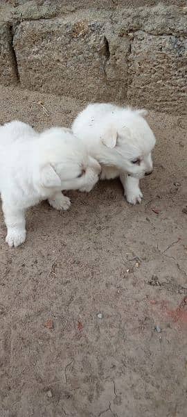 pure russian mix breed for sale 1