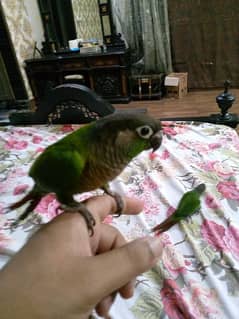 green cheek Conure hand tamed parrot