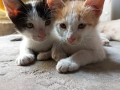 adoption of beautiful kittens