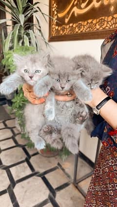 pure Persian female kitten