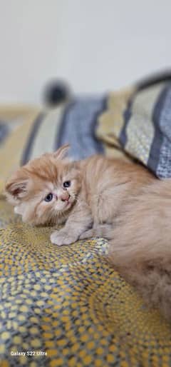 Persian kitten double coated