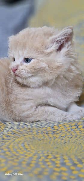 Persian kitten double coated 1