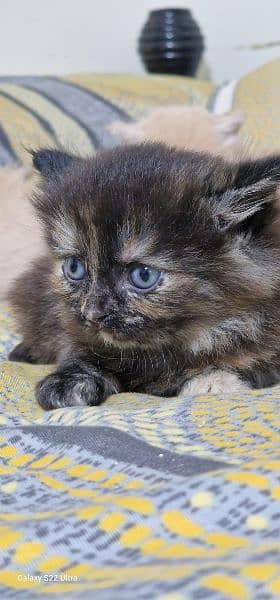 Persian kitten double coated 2