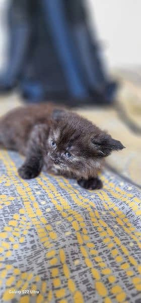 Persian kitten double coated 3