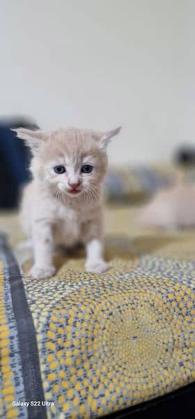 Persian kitten double coated 4